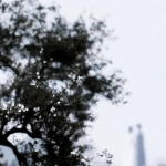 White memory 06